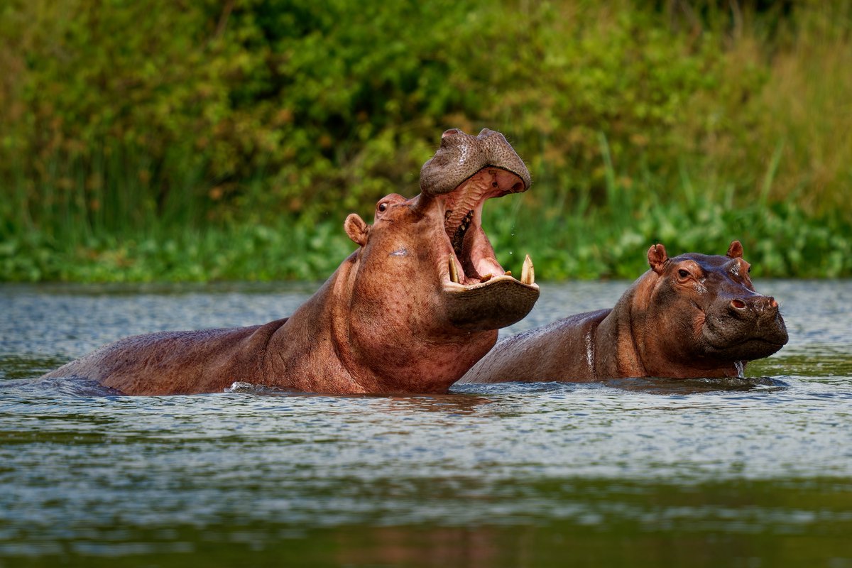 readbantr's tweet photo. Colombia is planning to cull its "cocaine hippos". 

Descendants of hippos illegally brought to Colombia by Pablo Escobar have grown into a population of around 200.

Officials say they’re damaging ecosystems and could grow to 1,000 by 2035 if not controlled. https://t.co/4LPnJ0sTMT