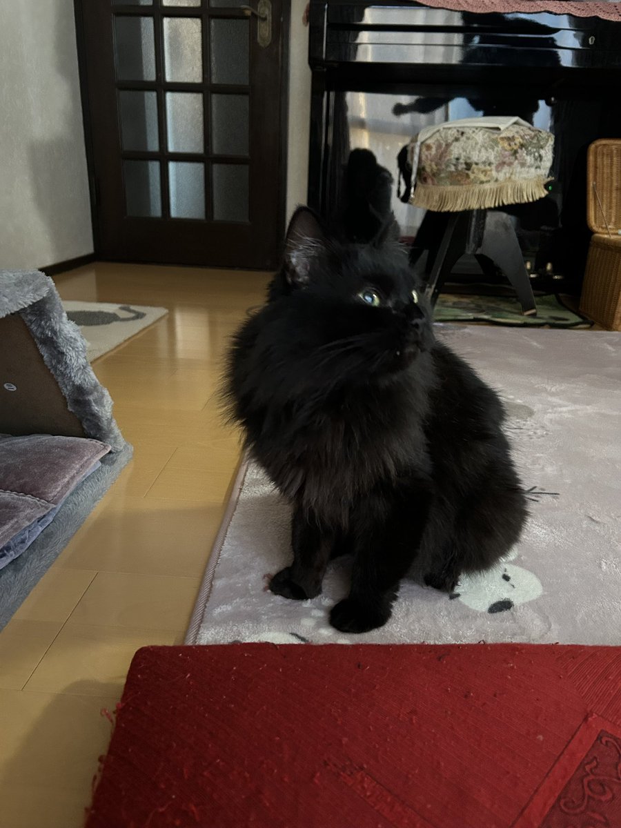 ⚠️【猫を探しています】⚠️ 拡散希望⚠️

日時・4月15日から迷子猫

場所・神奈川県・海老名市・上今泉
(神後谷児童公園)付近

名前・レーヌ(メス)

情報・年齢はシニア・体重3キロ(黒猫長毛)避妊済み

特徴・左耳カットあり、しっぽが長い

見かけたらご連絡お願いします🙌

#迷子猫 #猫 #ペット探偵