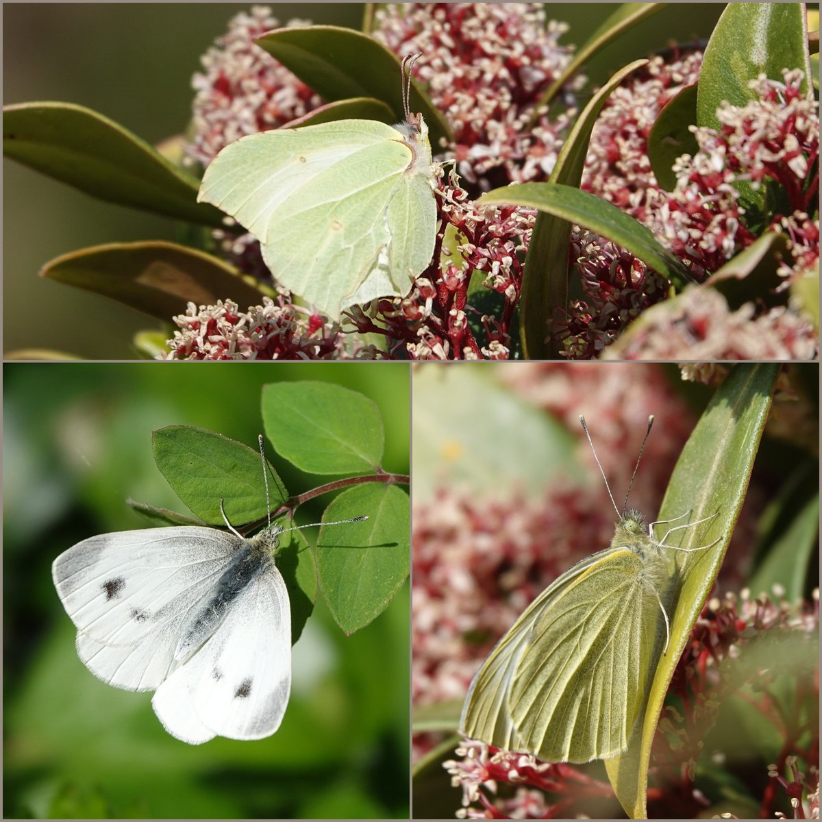 carovdster's tweet photo. #citroenvlinder #scheefbloemwitje en (volgens mij) het eerste #grootkoolwitje
vanmiddag in de #tuin https://t.co/owkUlxrlhh