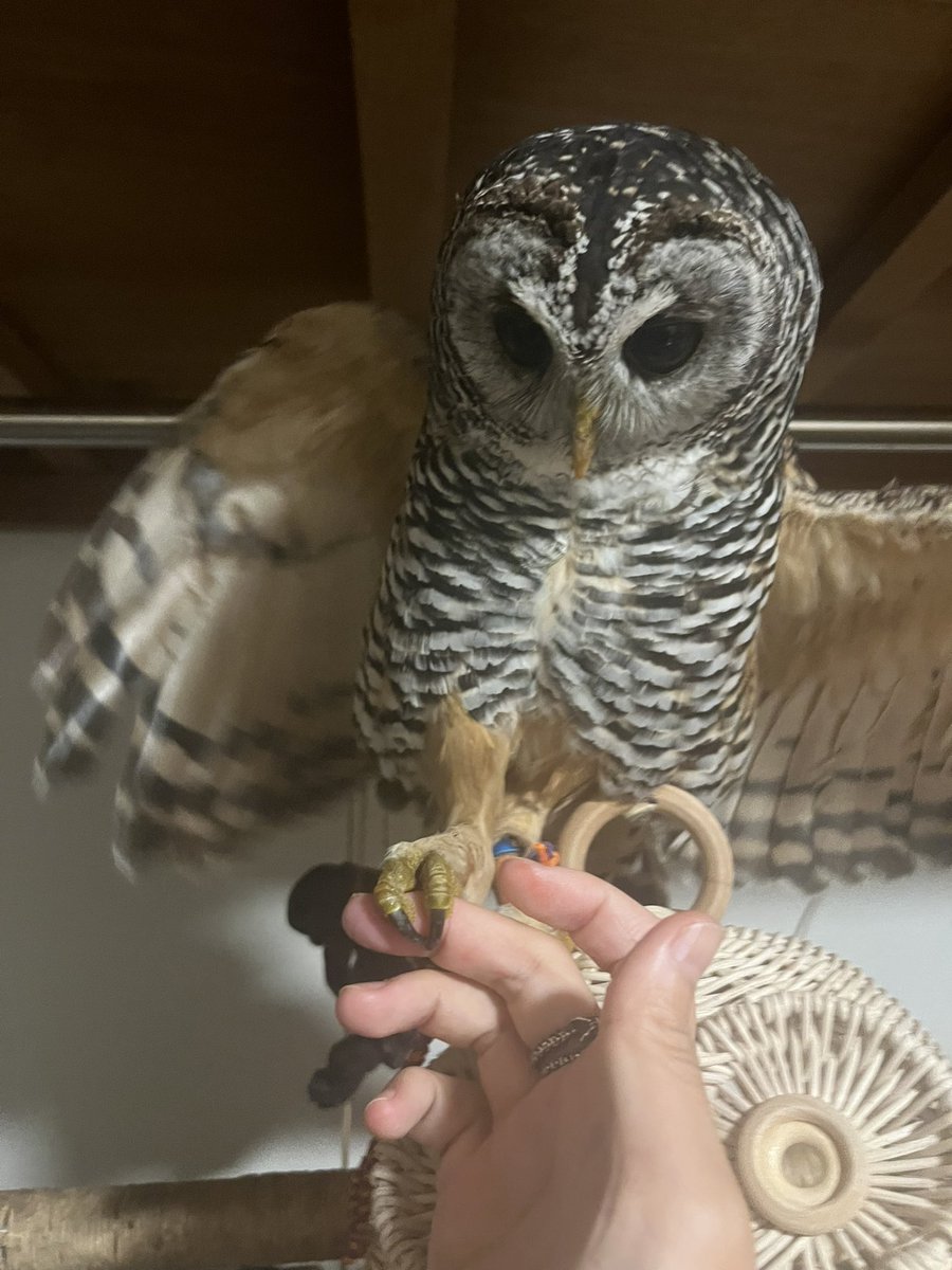 ふくそむ🦉🐍 tweet media