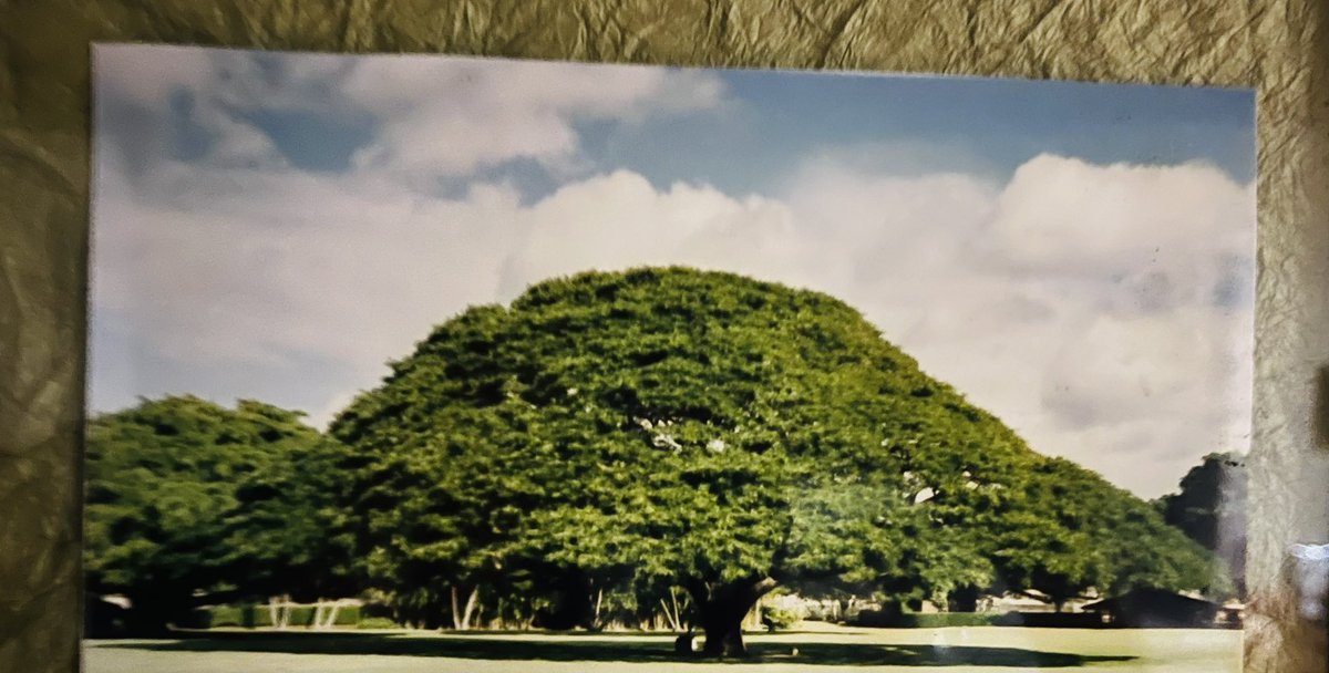 ぶるーみん tweet media