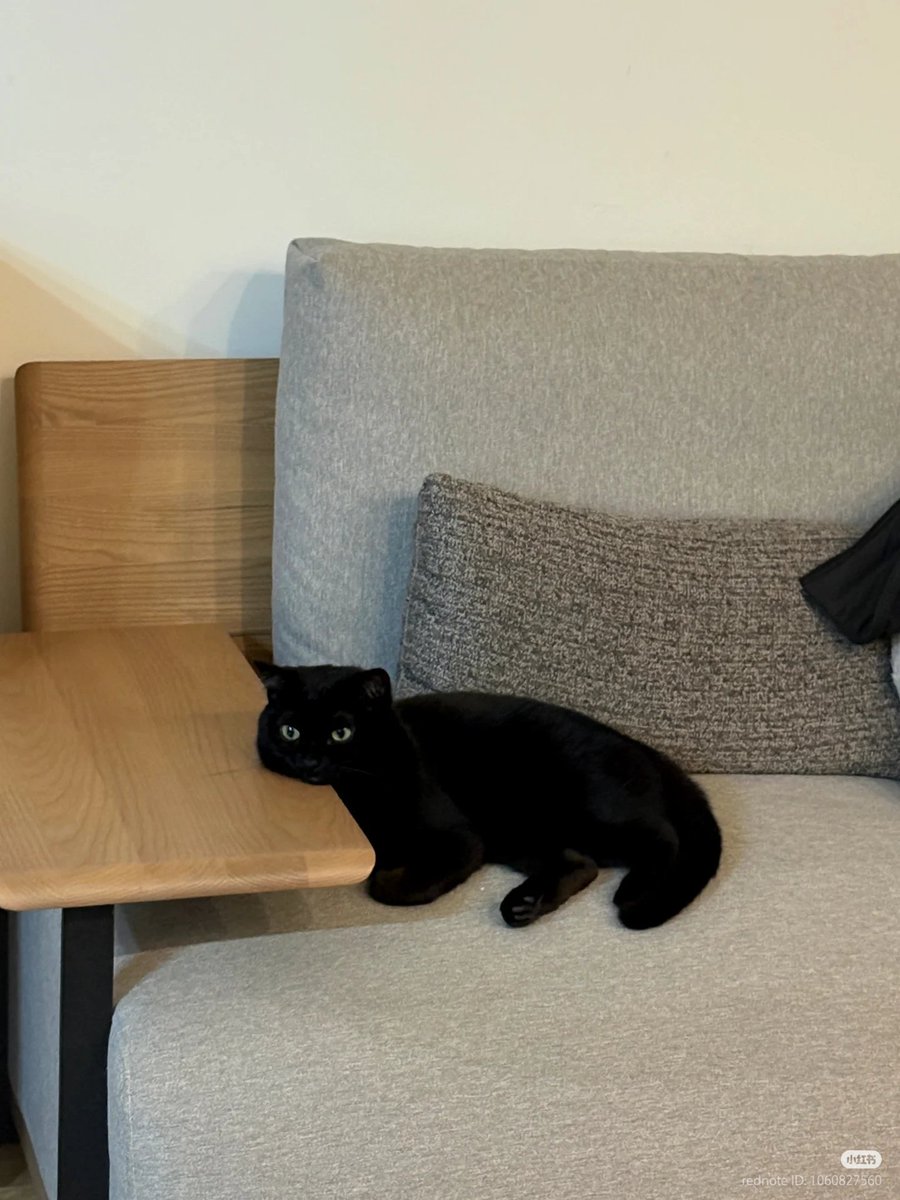 No Context Cats tweet media