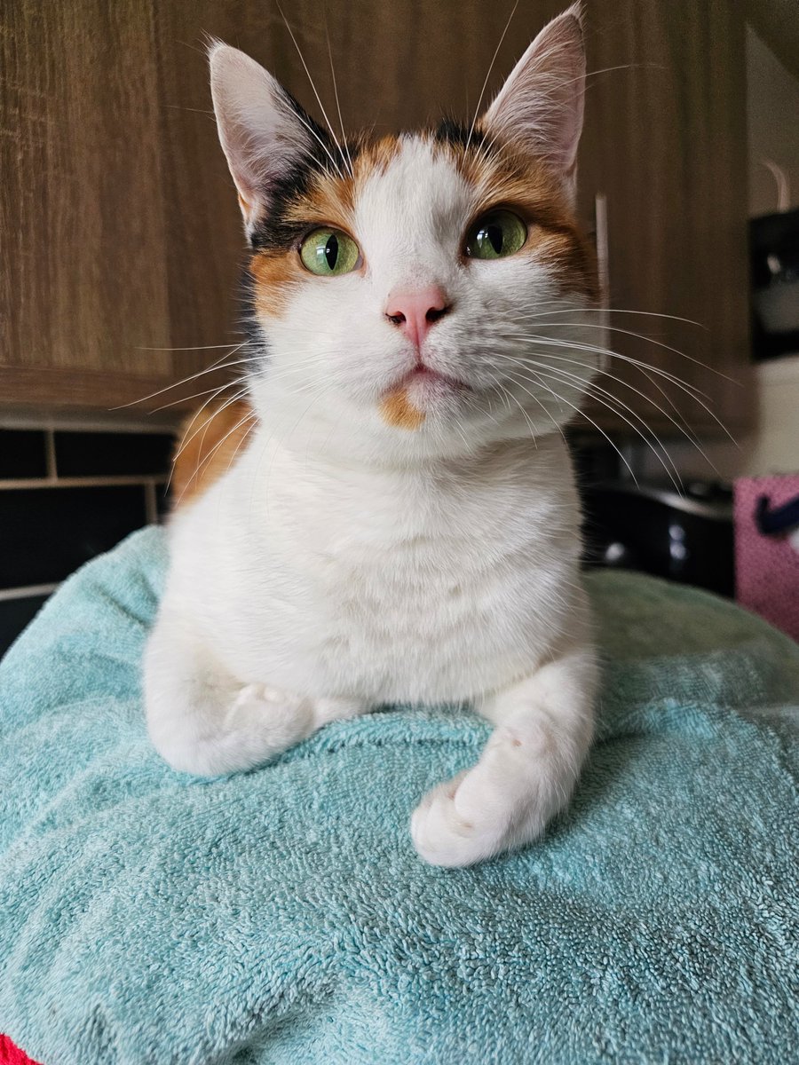 Adam (@___chaotic) on Twitter photo 