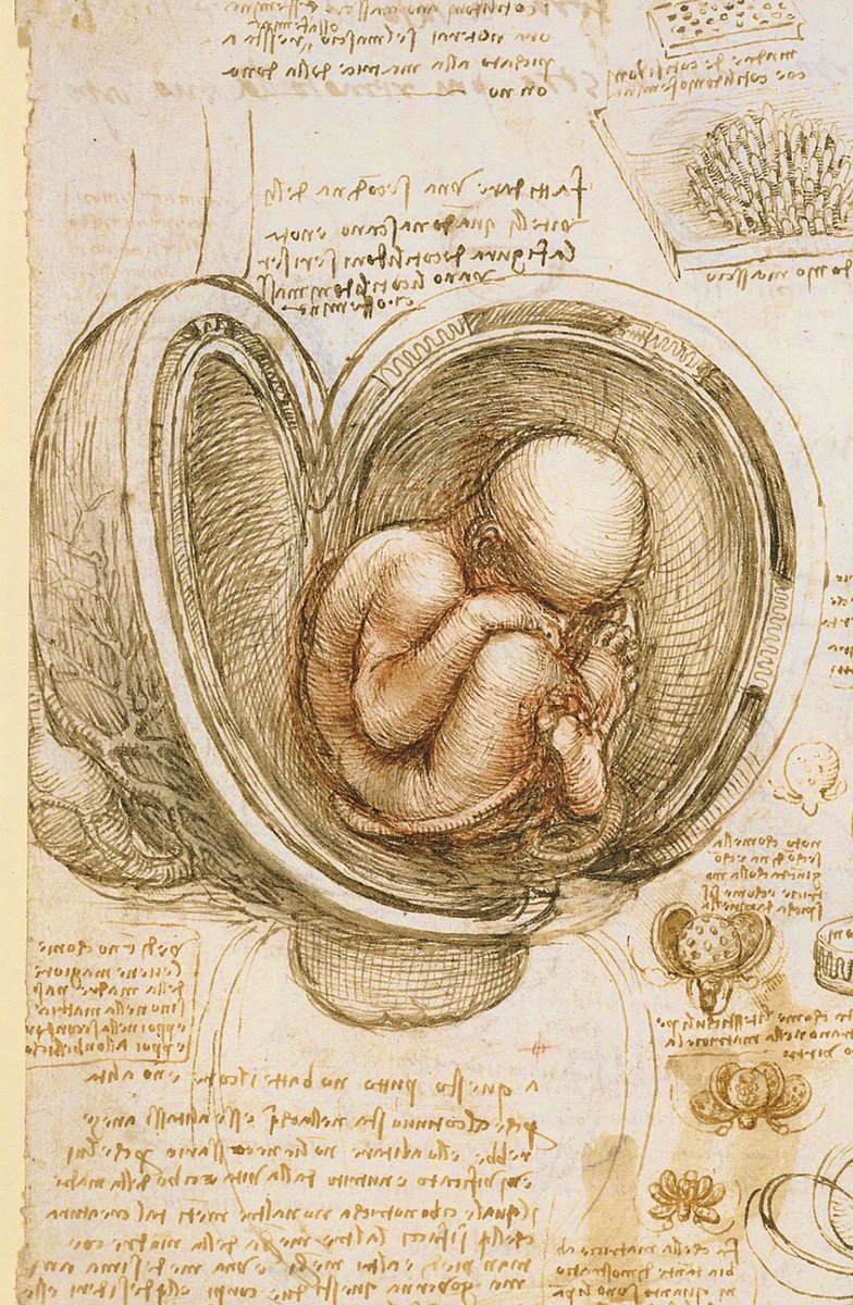 Detail from Studies of the Fetus in the Womb, an anatomical drawing by Leonardo da Vinci, c.1510. The study reflects his fascination with human anatomy. The Renaissance polymath was born on this day in 1452.
