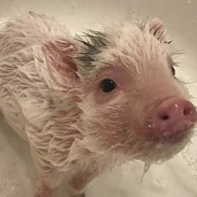 น้องมิกุ 🐽🐖💨🍮 tweet media