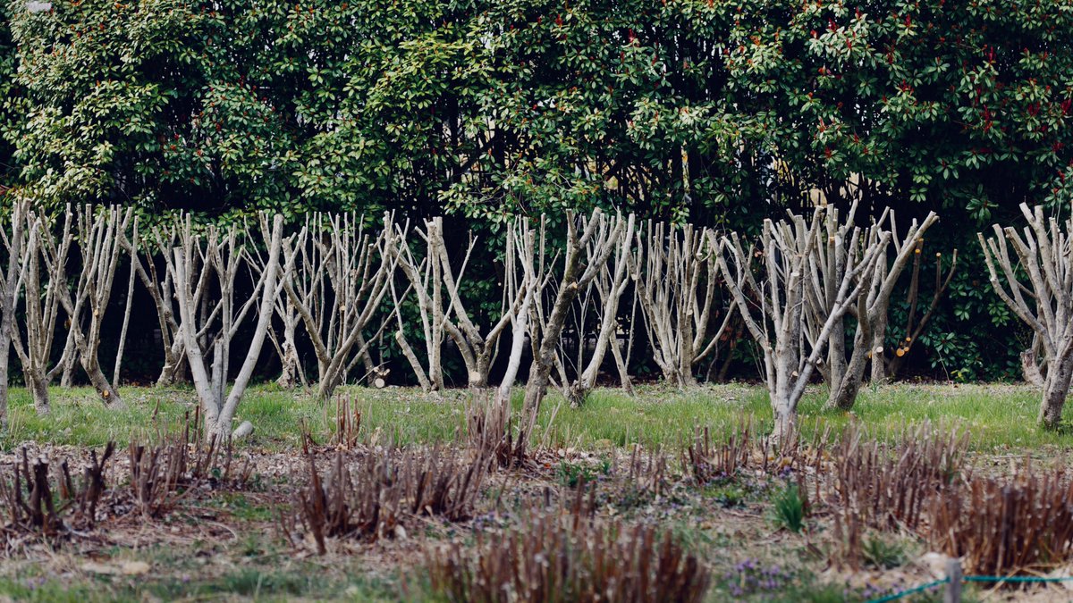 DPfOxUnJu7D1nY1's tweet image. #punctumPC