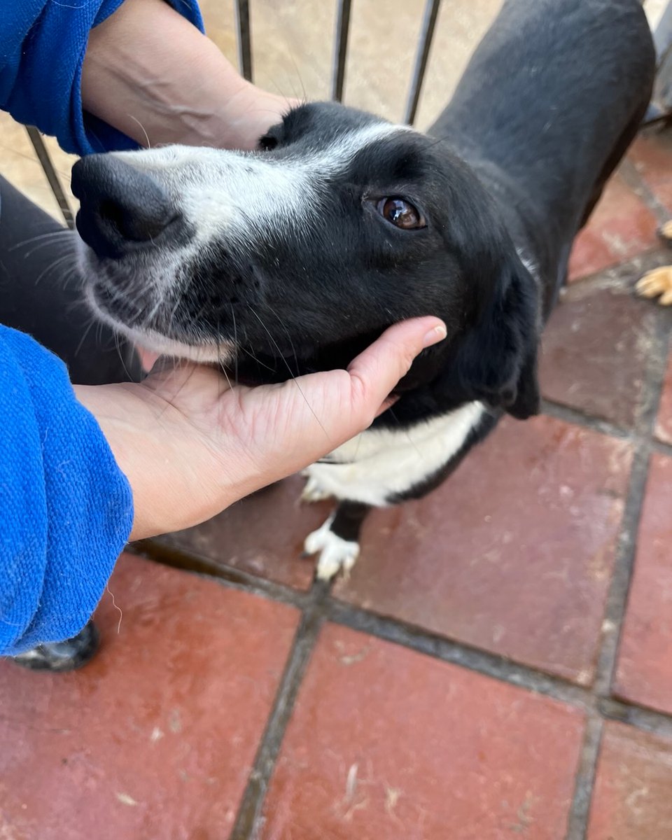 rescuedoggypaws's tweet photo. POLLY originally arrived at the rescue with her brother Piers who sadly passed away
She's a really sweet girl, enjoys attention, grooming and affection. She gets along great with other dogs and has been part of the house pack for more than 2 years.
https://t.co/kp2z2MtMj2
#Alora https://t.co/VotOLBHwAf