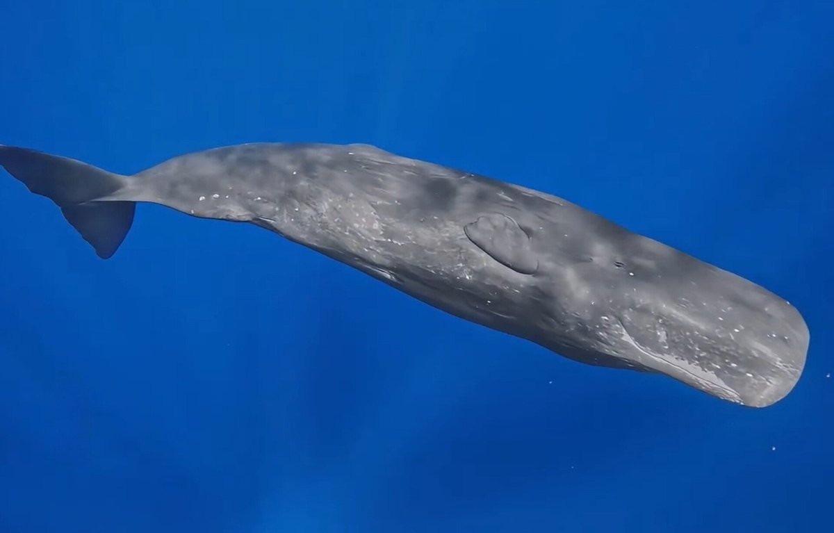 iPopBase's tweet photo. Sperm whale stuns in deep waters off Maratua Island.

📸: Asrzyxx https://t.co/GqksDb9CfW