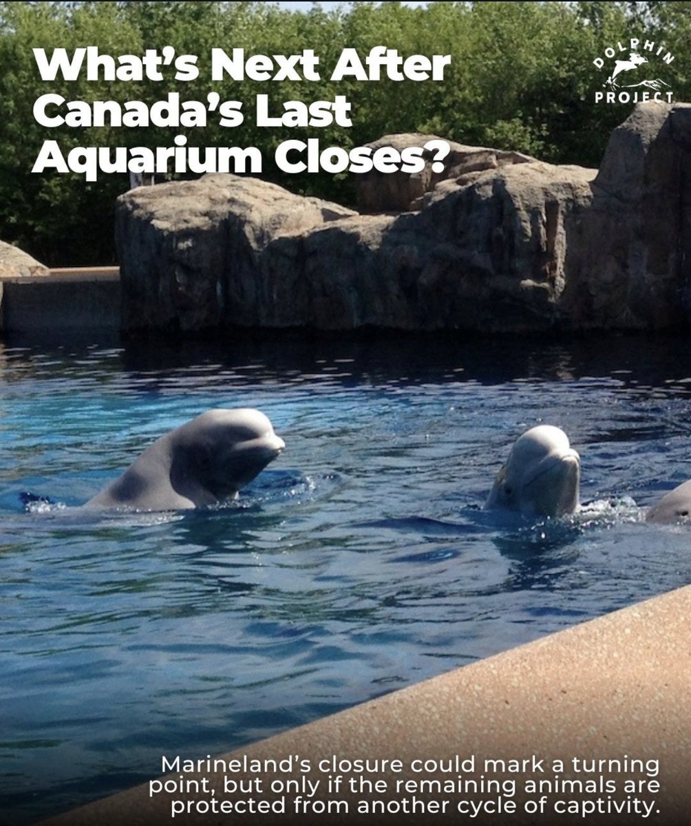 Dolphin Project tweet media