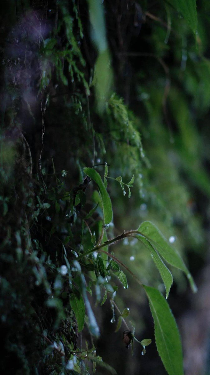 Ruşennnnnnn tweet media