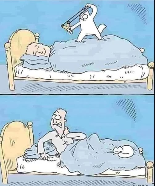 Belen Larchens 💛🐾🐾 tweet media