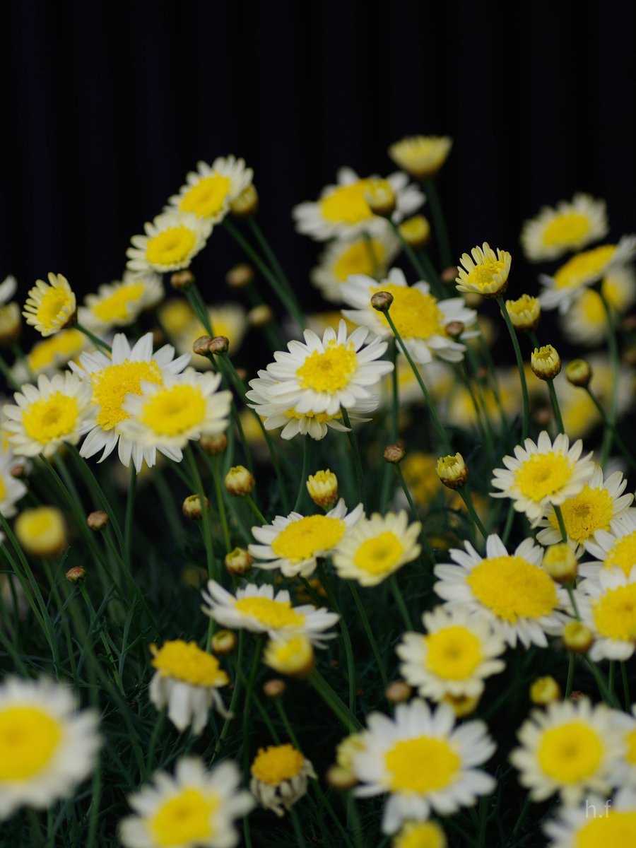 Hiroshi Furukawa tweet media