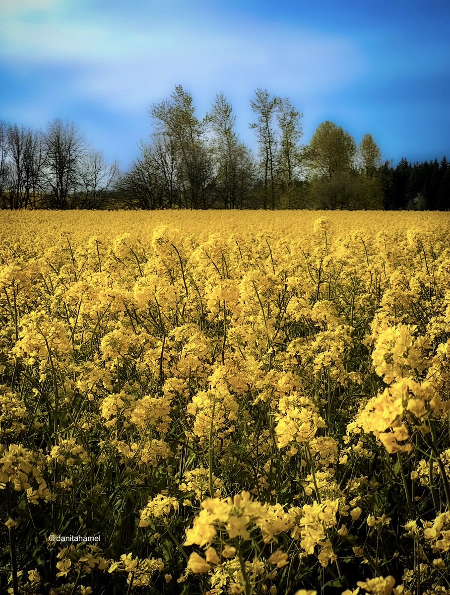 Danita Hamel tweet media