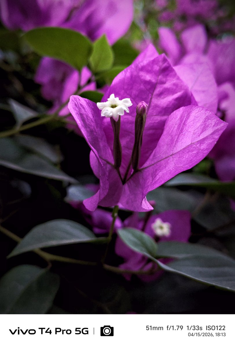 Gpstk2004's tweet photo. A beautiful capture 🌸🌸
Shot on vivo t4 pro
#ShotOnvivo #vivot4pro
@Vivo_India @Snapdragon @FuntouchOS_IN https://t.co/BUhDqXF9Ja