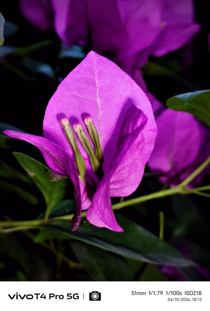 Gpstk2004's tweet photo. A beautiful capture 🌸🌸
Shot on vivo t4 pro
#ShotOnvivo #vivot4pro
@Vivo_India @Snapdragon @FuntouchOS_IN https://t.co/BUhDqXF9Ja