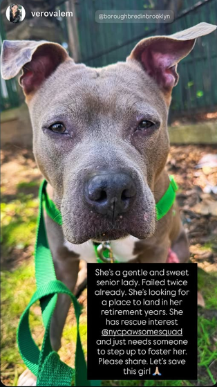 NMBewitched's tweet image. Santi🥰😇💝
How it began
A friend of mine fostered her from #BACC 
If you are on IG #imnicoleberns 
#Adopted &amp;amp; now #Returned 

On the Death List for medical 
My good friend Tommy from pawsomesquad.org wants to pull her from #NYCACC 
We need a #Foster 

What to know about