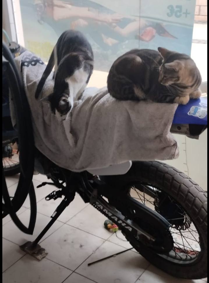 Amigues patud da Mia em Cabo Verde tweet media