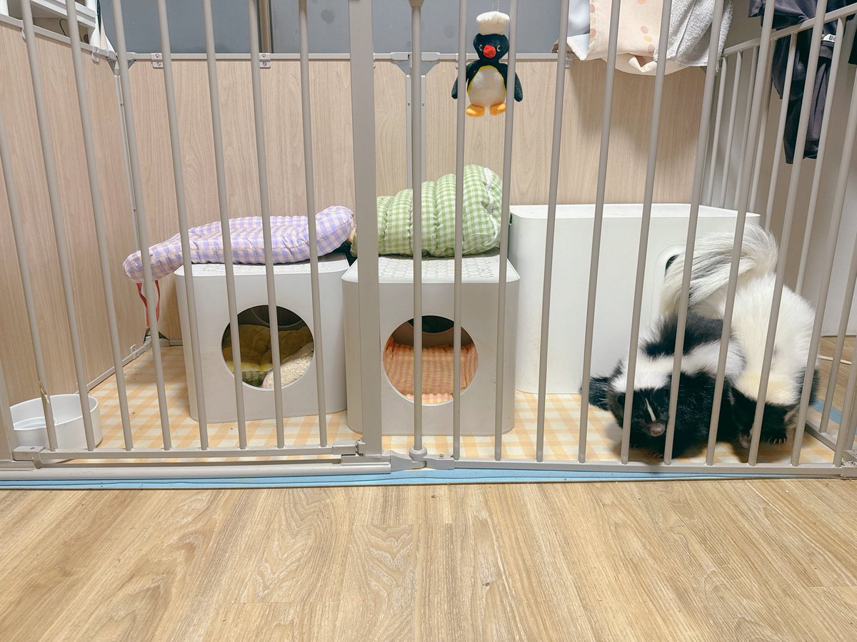 ぽたほく🦨🦨🦔 tweet media