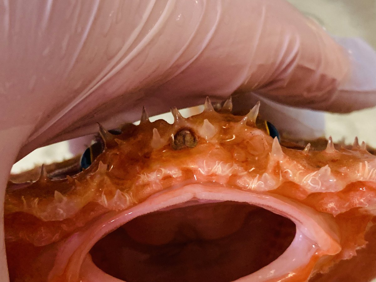 グラサン🕶️#奇々海々🌊 tweet media