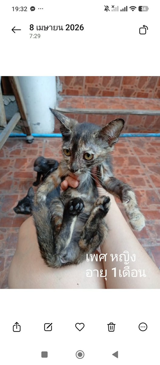 Catster & Co บ้านพักพิงแมวจร tweet media