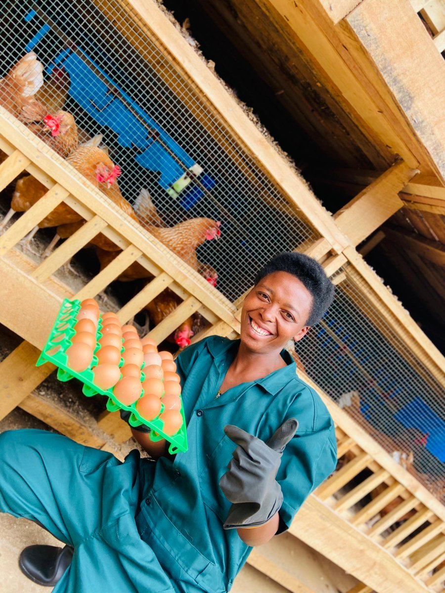 IImbaraga's tweet photo. TWIYUBAKE Bunyunju, one of IMBARAGA’s youth groups in Rutsiro District, is making notable progress in poultry farming. The 30 young women, who began with no prior experience, have so far recorded 72,536 eggs worth 10,880,400 RWF since September 2025. https://t.co/DnZh0u4ep9