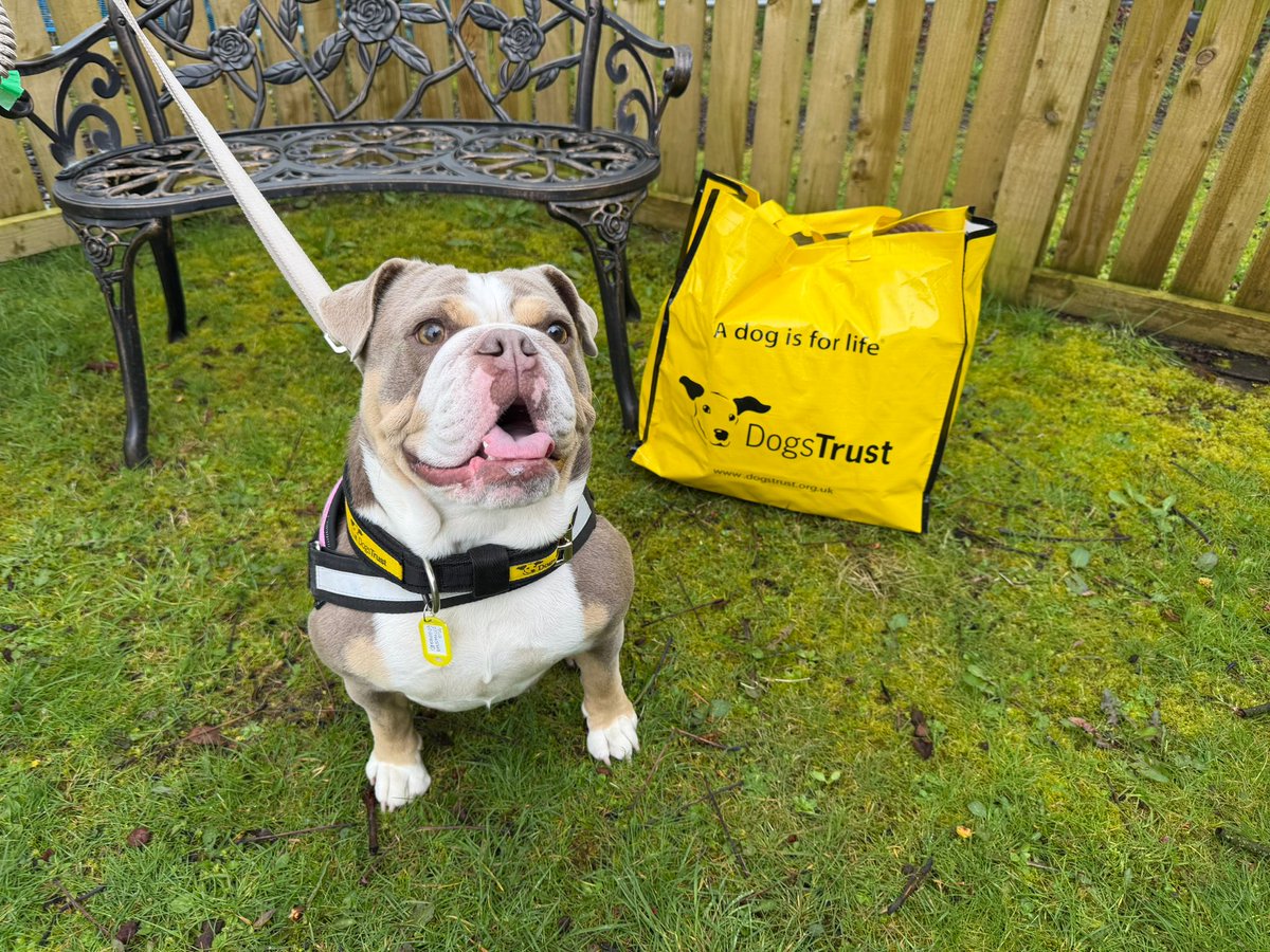 DogsTrust West Calder (Edinburgh) and Dundee tweet media