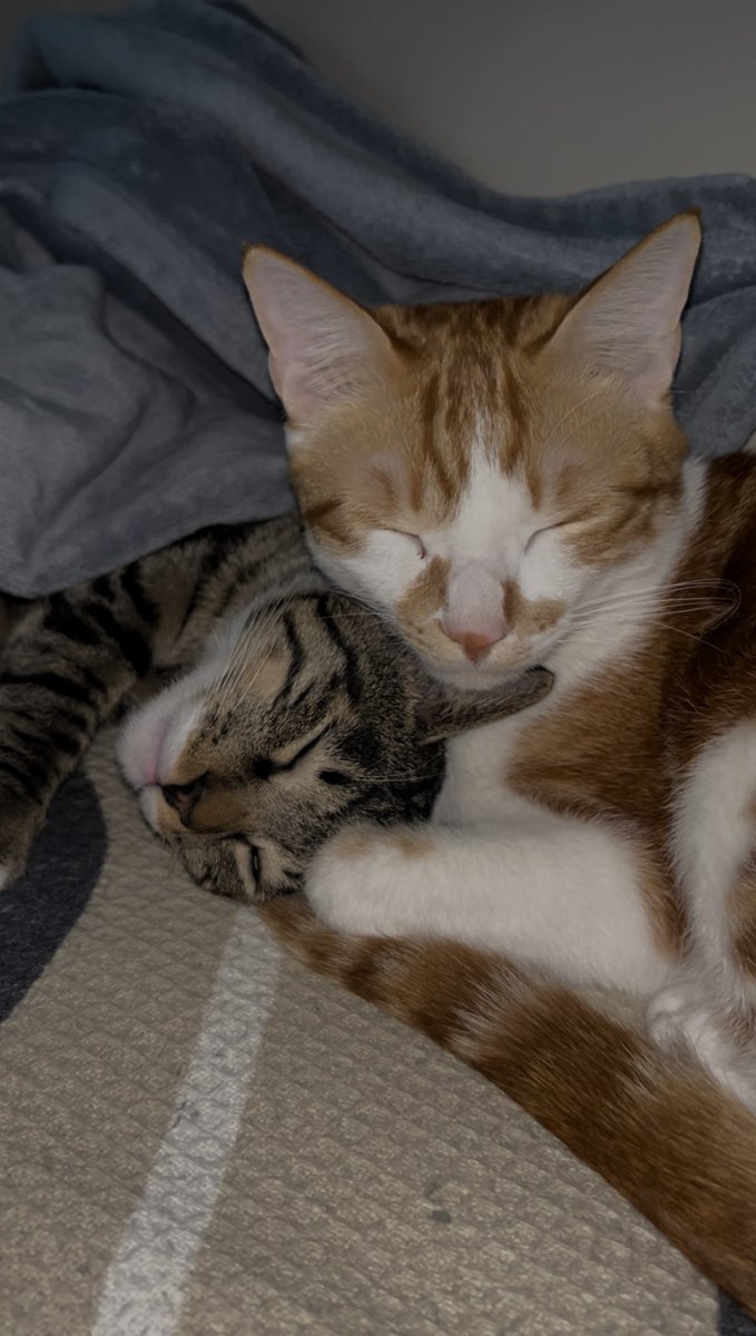 왕밥이 tweet media