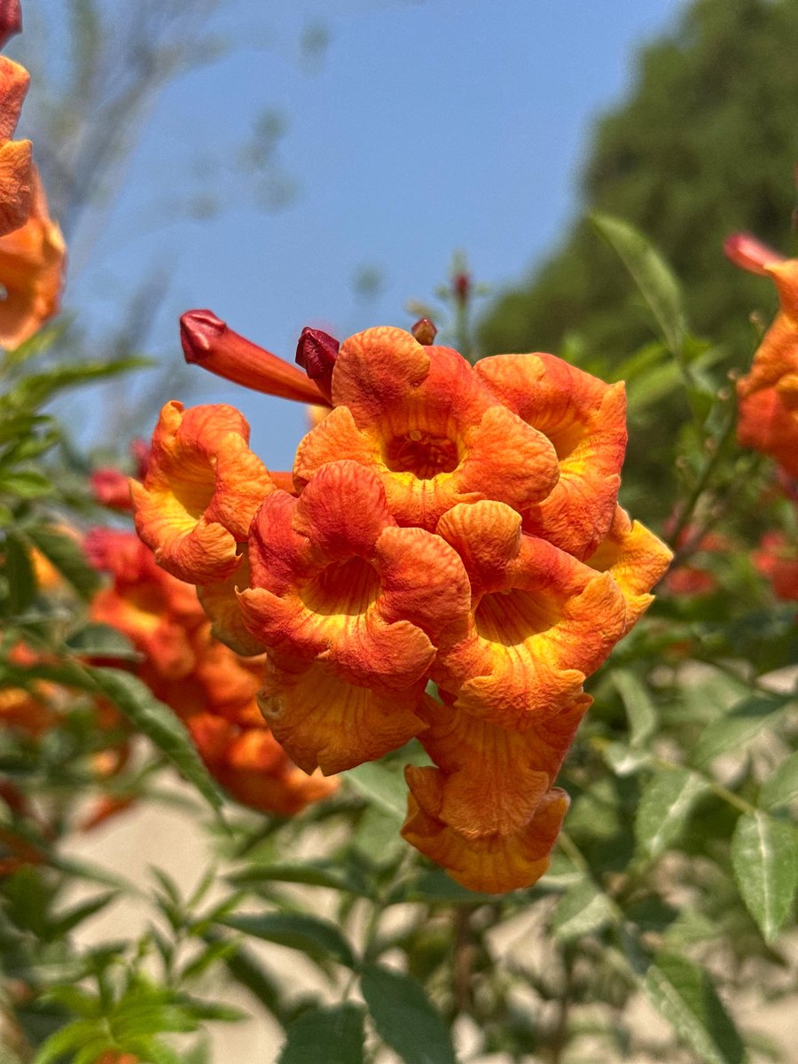 Shaandaar Hyderabad tweet media