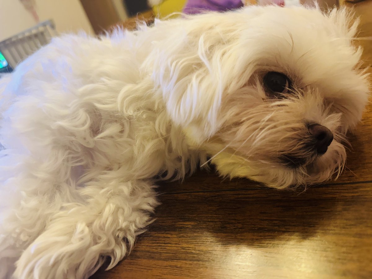 pvs aka duff tweet media