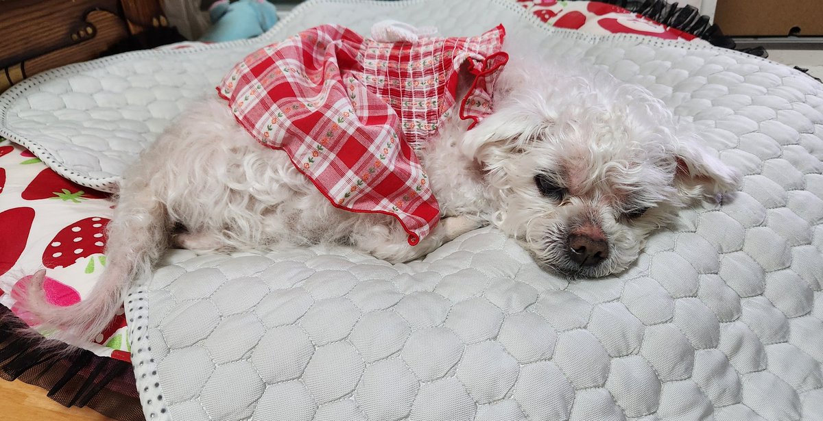 꿀돈🪫 tweet media