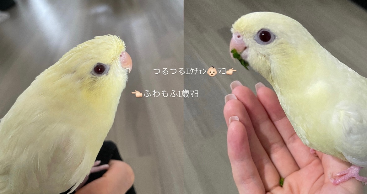 まよとゆず tweet media