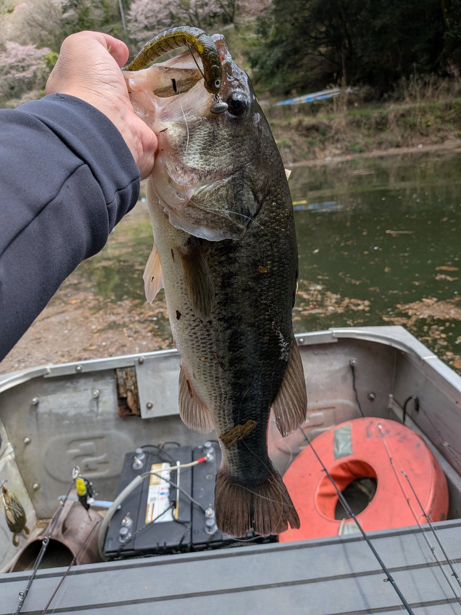 ゆーさん釣り師 tweet media