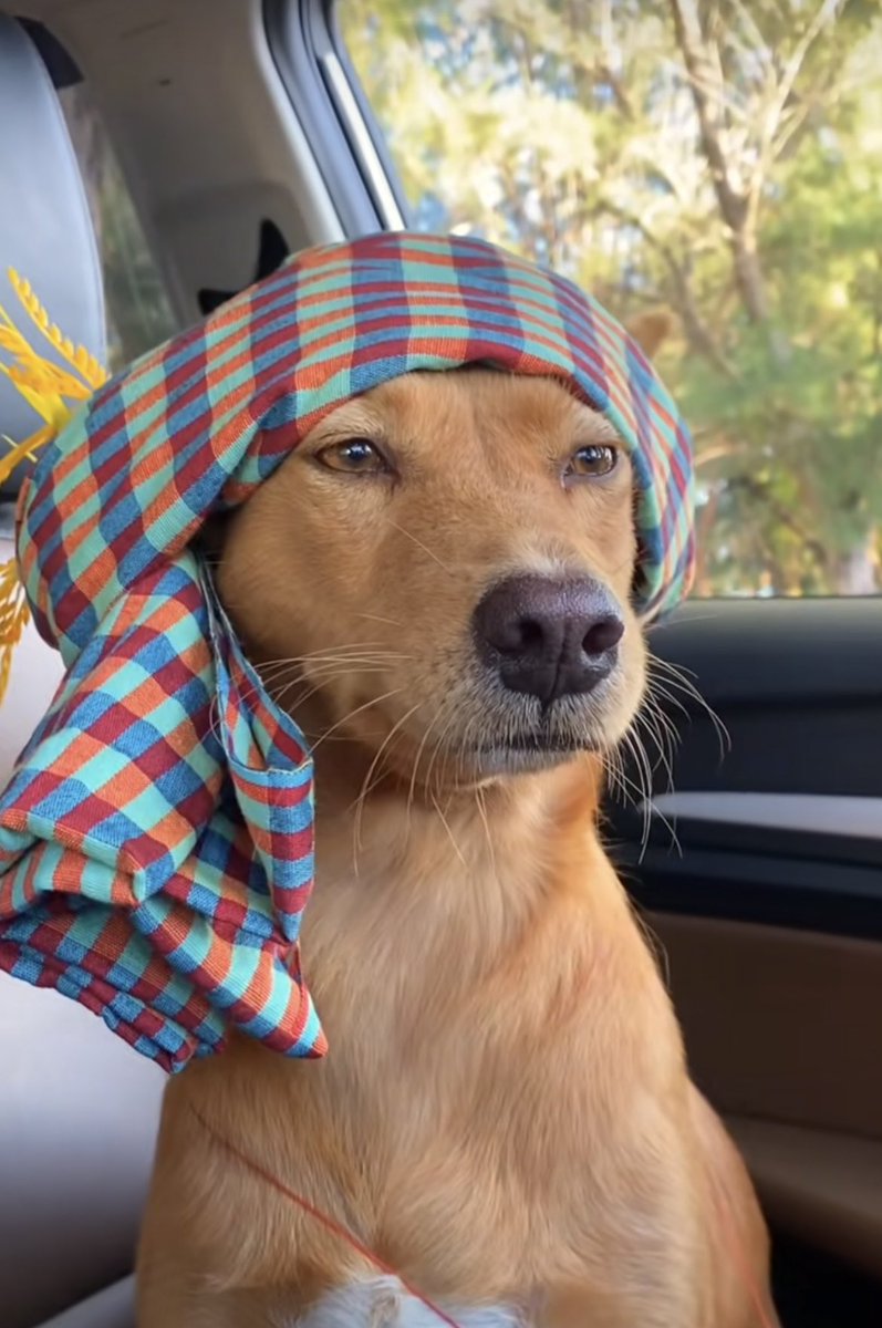 parivél tweet media