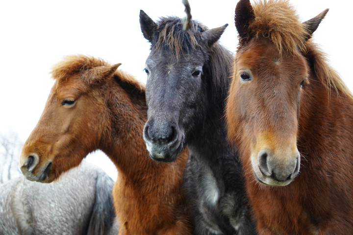 takatakamcz's tweet image. どさんこ（サラブレッド）

デカいデカすぎる（甘い甘すぎる）

#Discard
#北海道version