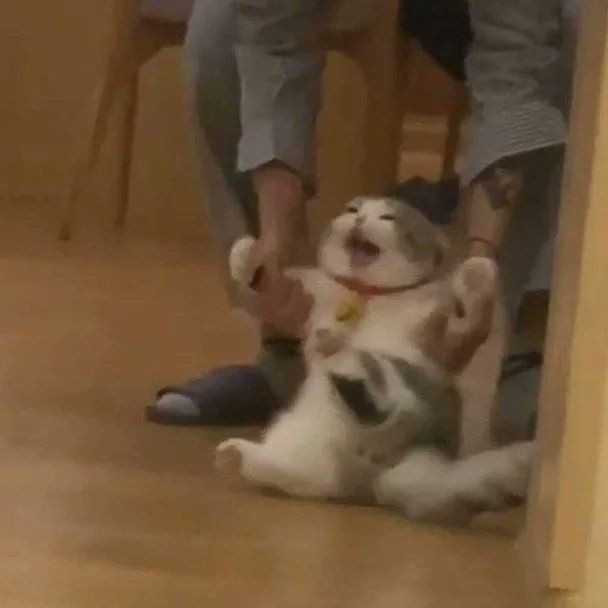 No Context Cats tweet media
