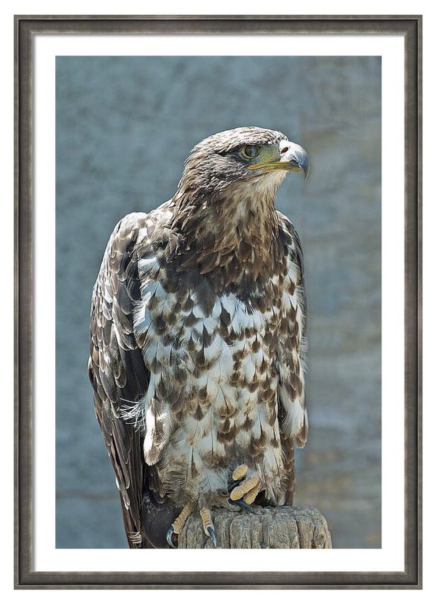 Shonna Hawkins Photography tweet media