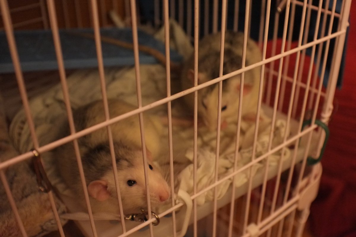 Святой Морок tweet media