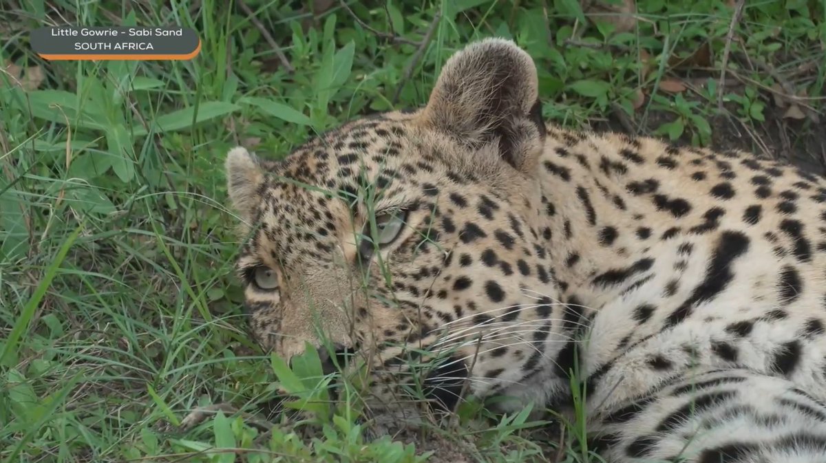 Annelie58820815's tweet image. #wildearth #Tlalamba Interesting of all the Family Felidae- “The Cats” Leopards have the possibility of longest Lifespan 21 years 🐆Hope i see these beautiful cats for many years to come 🤎