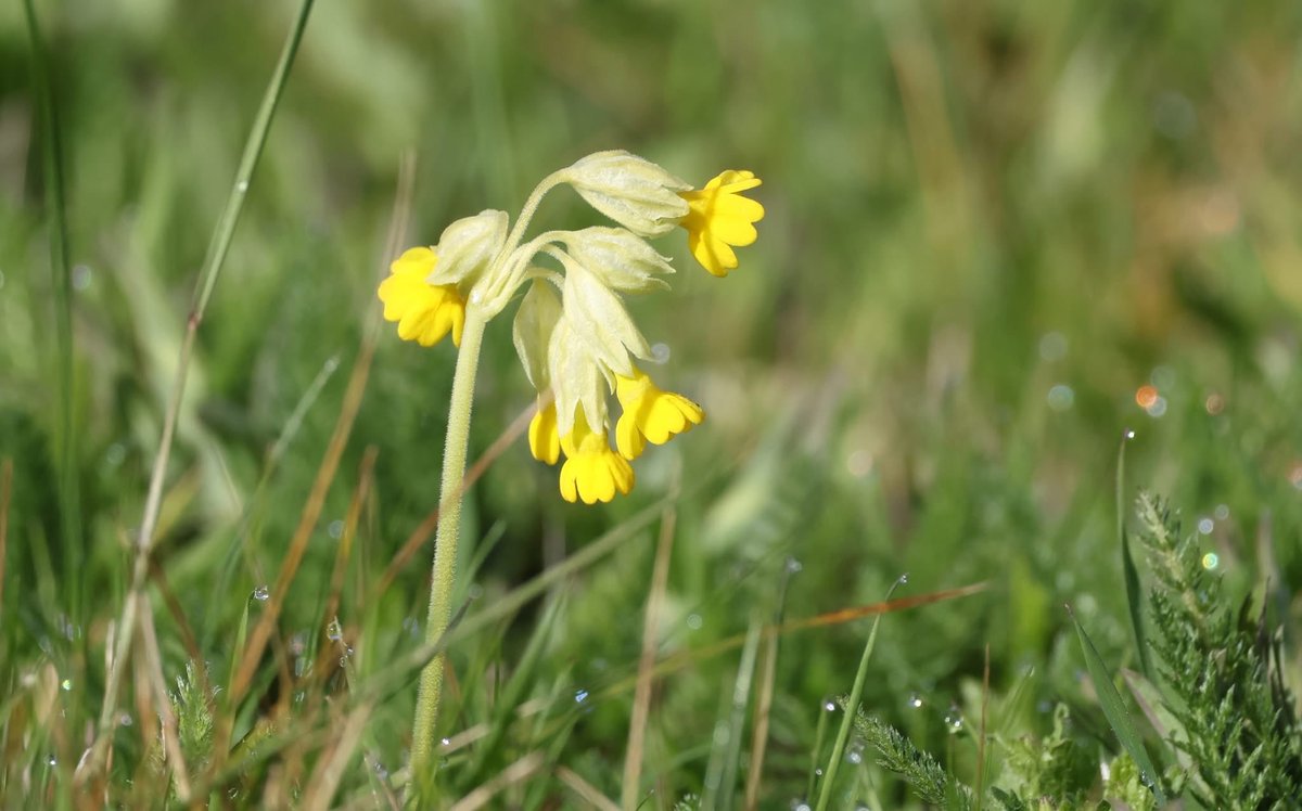 Lill Dunne tweet media