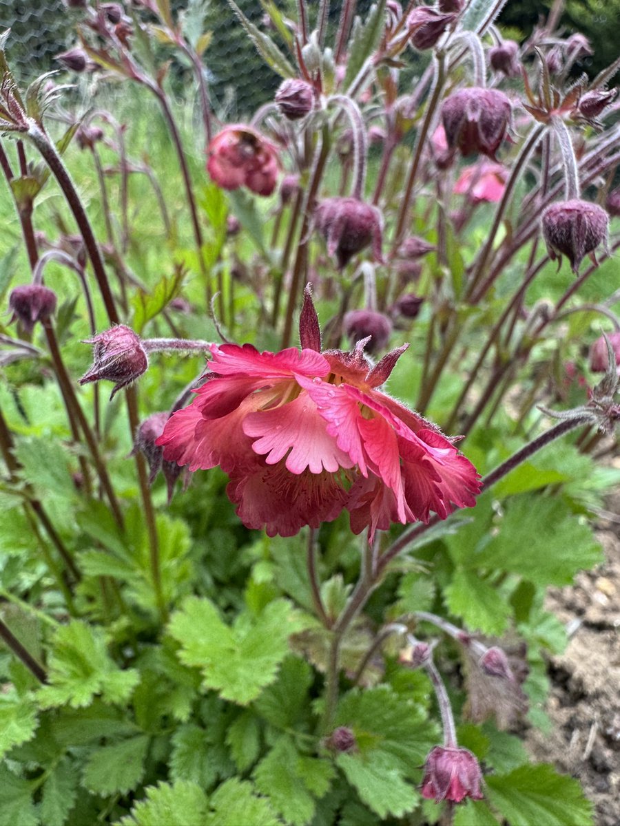 GardenBrocante's tweet photo. Geum pink petticoats, heads bowed in the wind. https://t.co/SPoh5OIWuo