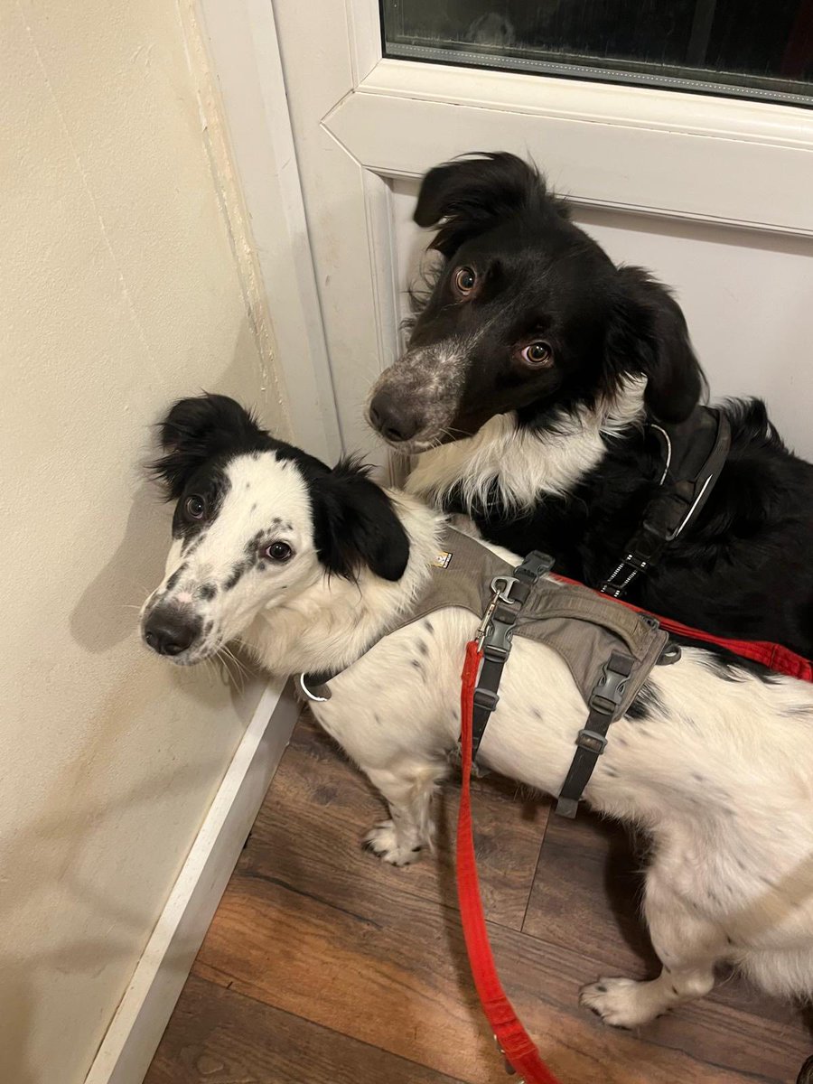 rescuedoggypaws's tweet image. Sirius and Molly are 19-month old Collie mixes rescued from Greece and being fostered in #Berkshire
This pair are completely bonded so the Rescue are looking for a home that can take them both
savingsaintsrescue.co.uk/.../molly-and-…
#Berkshire #Reading #Slough #Windsor #Bracknell #Farnborough
