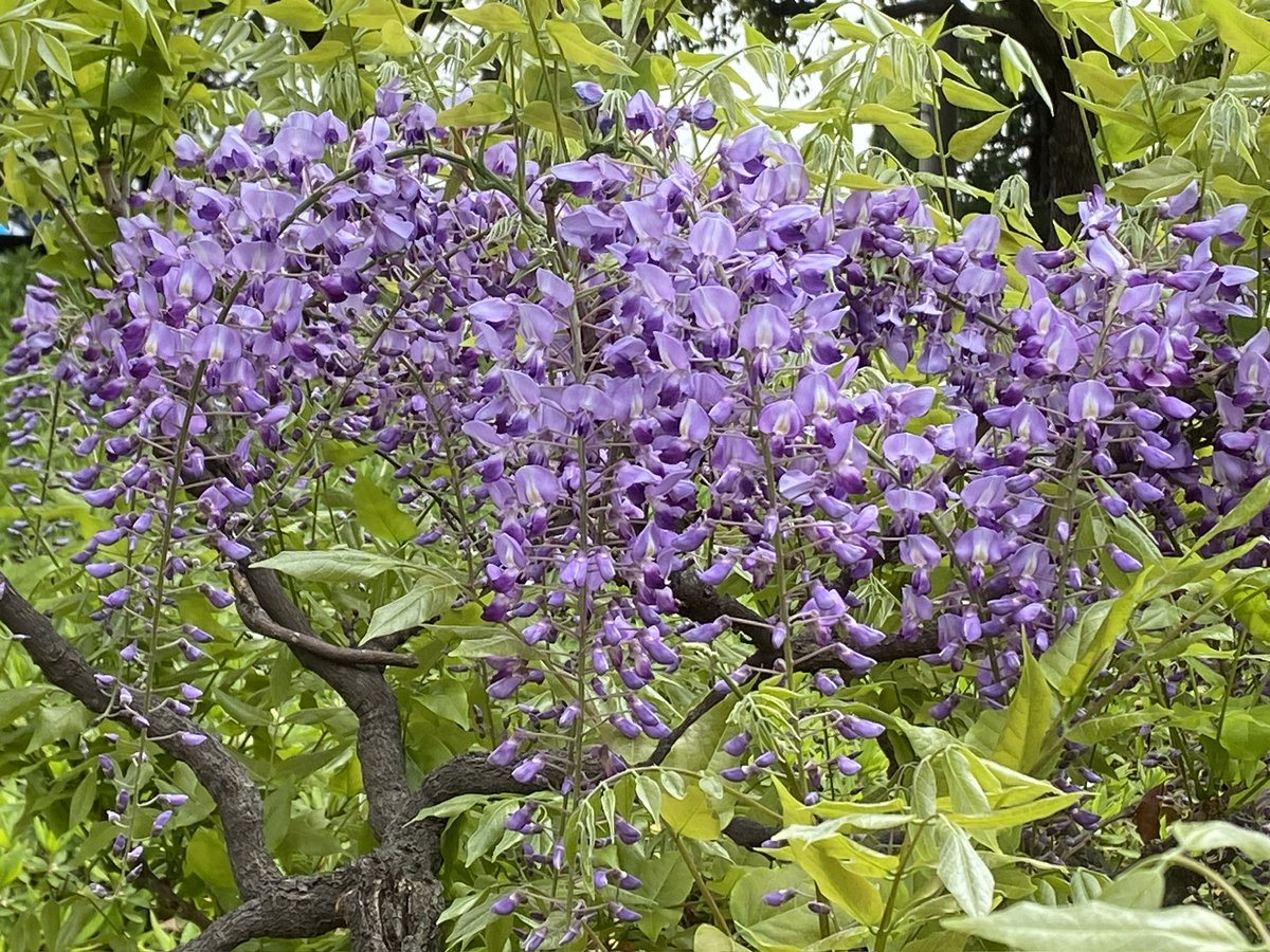 5gocchi¸.•💙 *¸.•❤️ tweet media