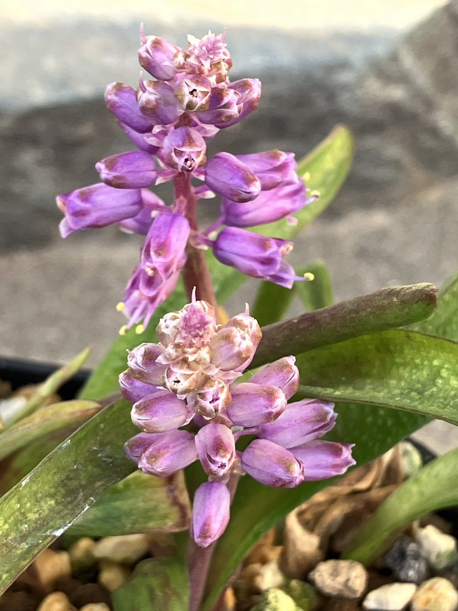 紫珠　i╹◡╹)ξ tweet media