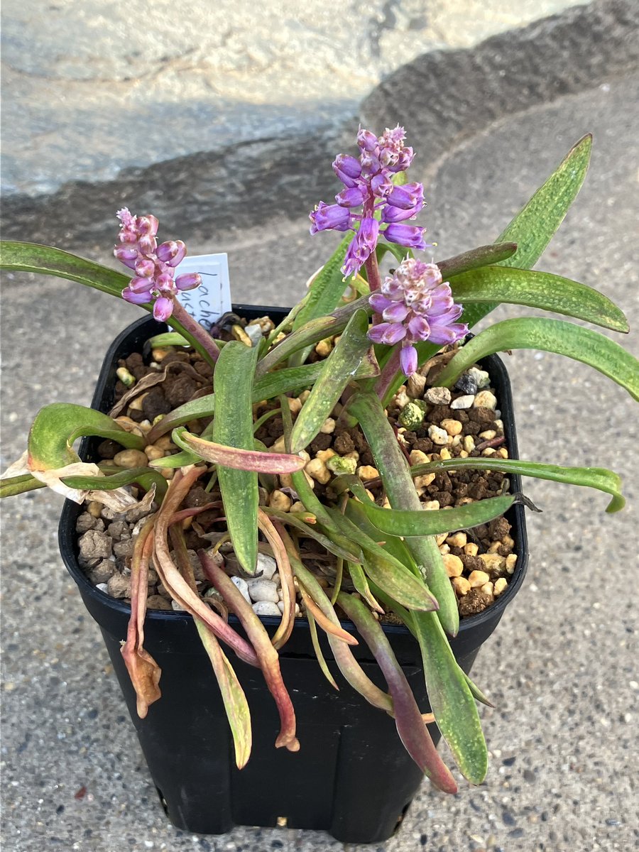 紫珠　i╹◡╹)ξ tweet media