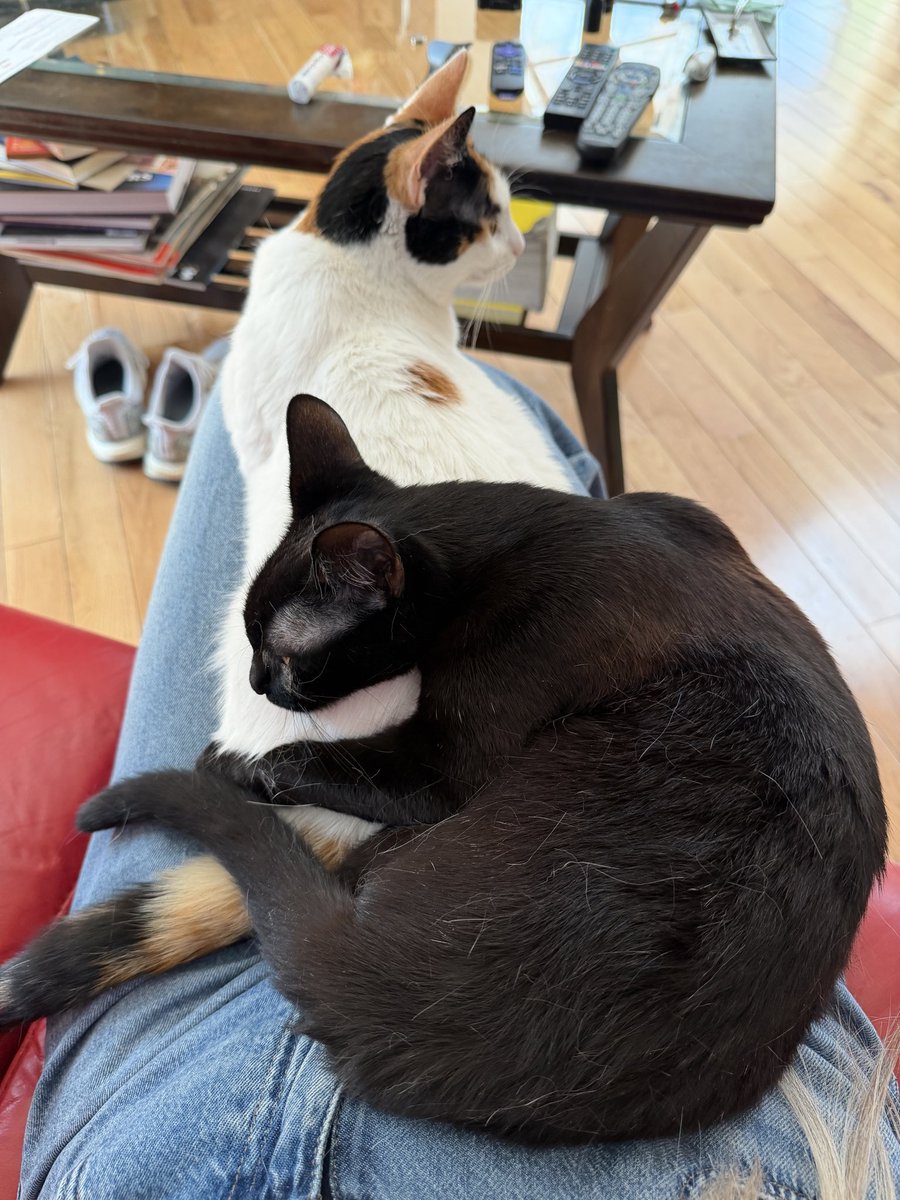 Dian Hanson tweet media