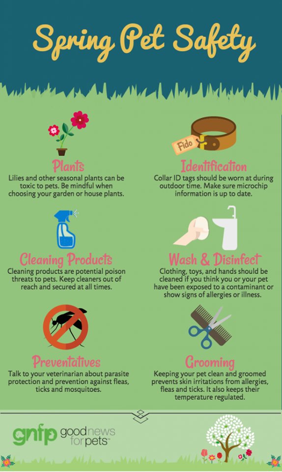 SMWesterly's tweet image. Harmful plants, bugs and cleaning products are only a few of the springtime concerns for your pets. Keep your furry friends safe with these helpful tips!  #dogs #cats #petsafety #spring