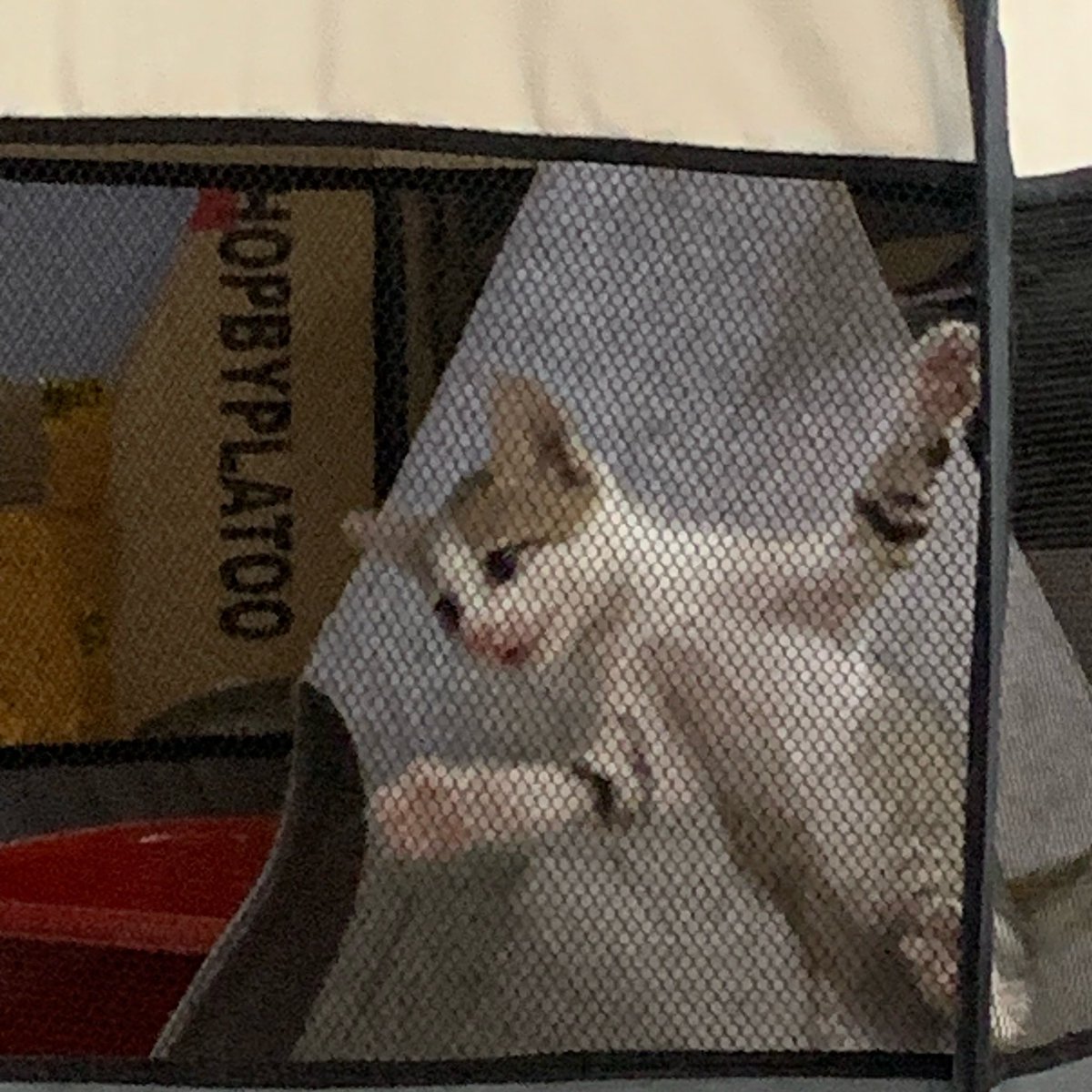 ชั้นชิปเงะฮิ tweet media