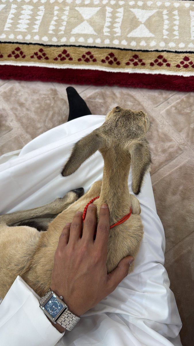 هزاع tweet media