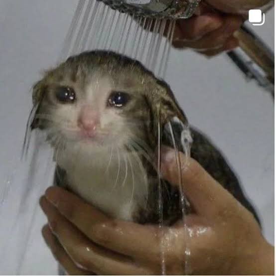 I LOVE MY DARLING PATHETIC WET CAT😭