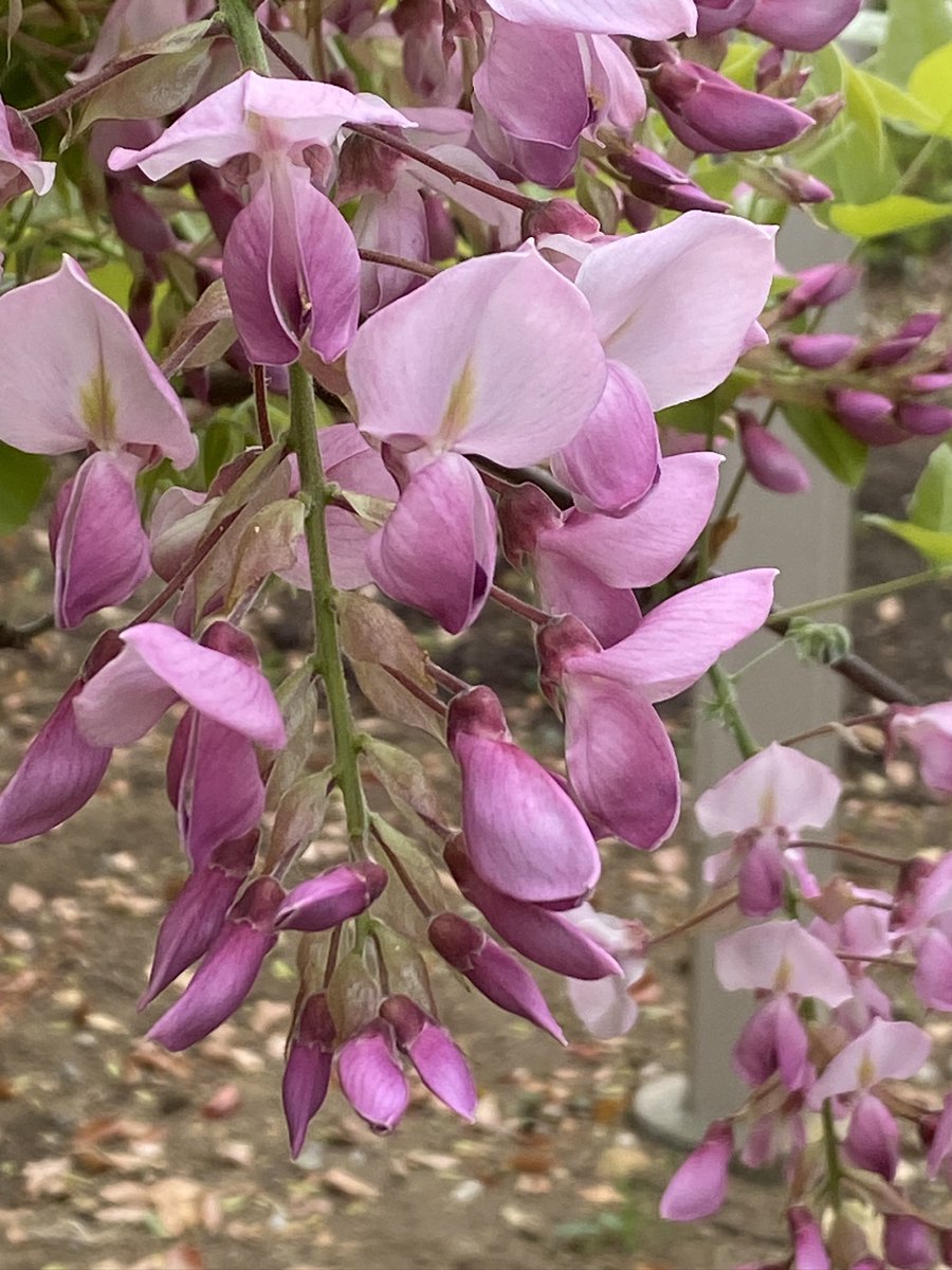 5gocchi¸.•💙 *¸.•❤️ tweet media